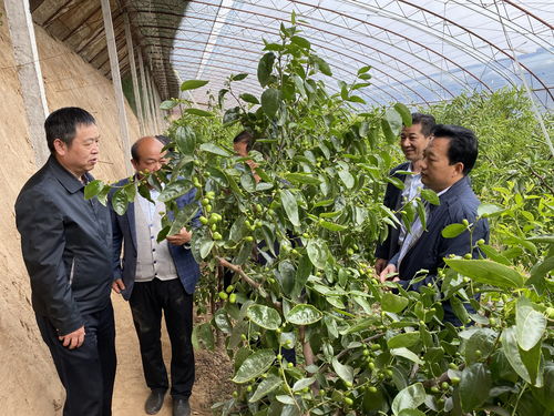 守護(hù)舌尖安全，筑牢質(zhì)量防線——農(nóng)業(yè)農(nóng)村部食品質(zhì)量監(jiān)督檢驗(yàn)測試中心赴大荔縣開展食用農(nóng)產(chǎn)品抽查調(diào)研
